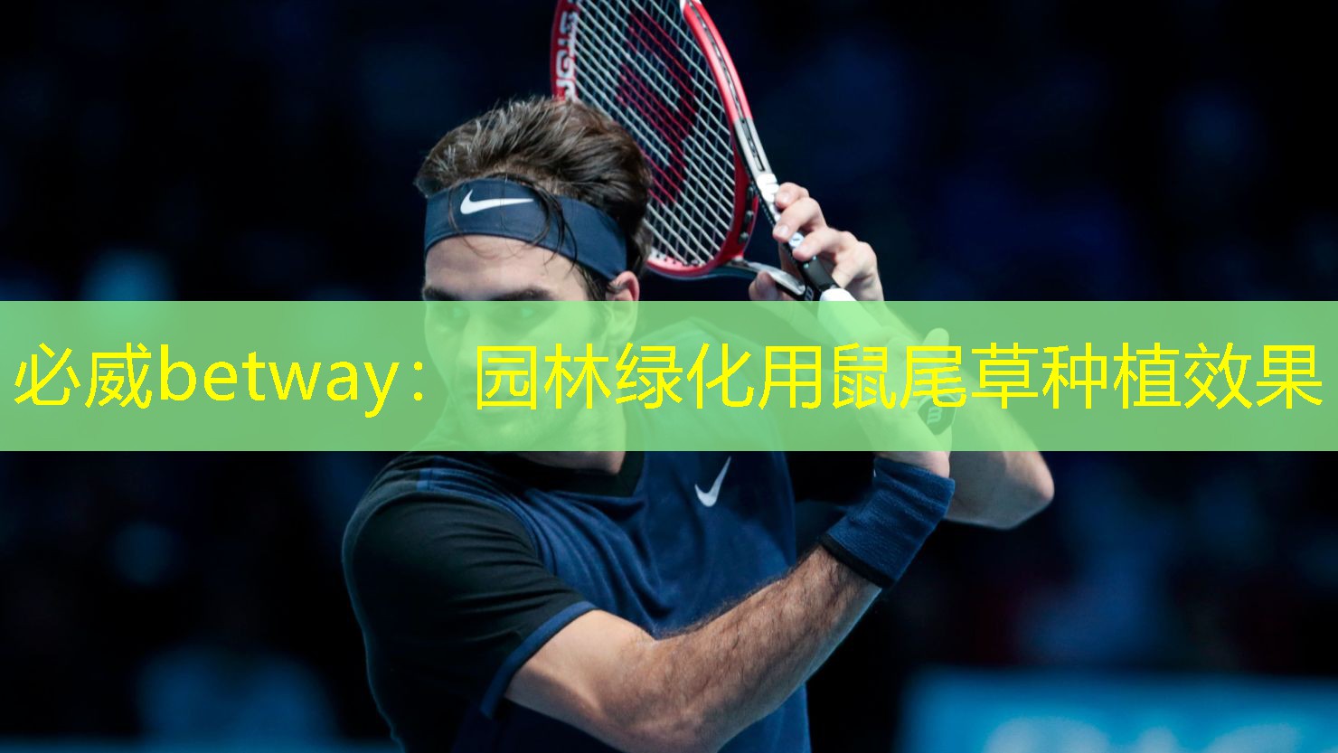 必威betway：园林绿化用鼠尾草种植效果