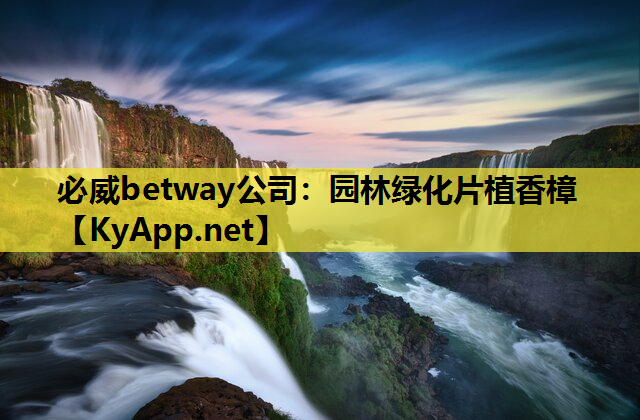 必威betway公司：园林绿化片植香樟