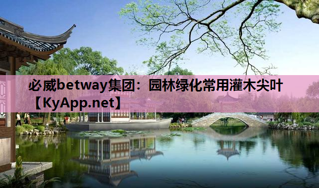 必威betway集团：园林绿化常用灌木尖叶