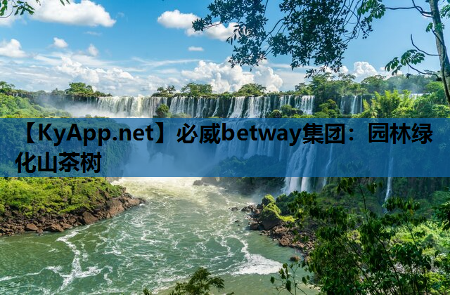 必威betway集团：园林绿化山茶树