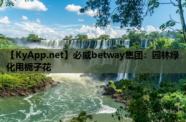 必威betway集团：园林绿化用栀子花