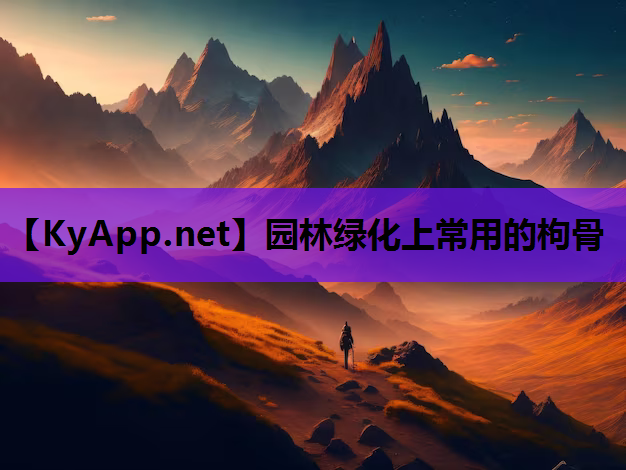 园林绿化上常用的枸骨