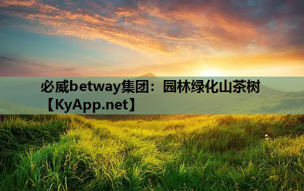 园林绿化山茶树