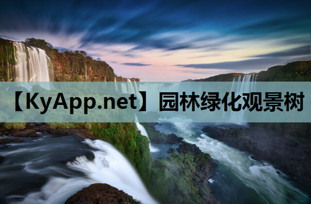 园林绿化观景树