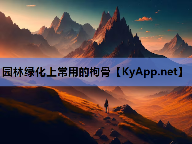 园林绿化上常用的枸骨